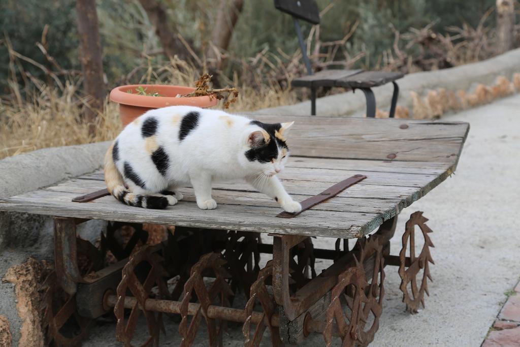 Cuevas La Chumbera Konuk evi Benalúa de Guadix Dış mekan fotoğraf